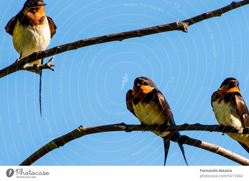 Swallow. Set of swallows. Portrait of a flying swallow in front of a blue background. Bird on a branch of a tree. Bird photographs. Nature concept. bird animal