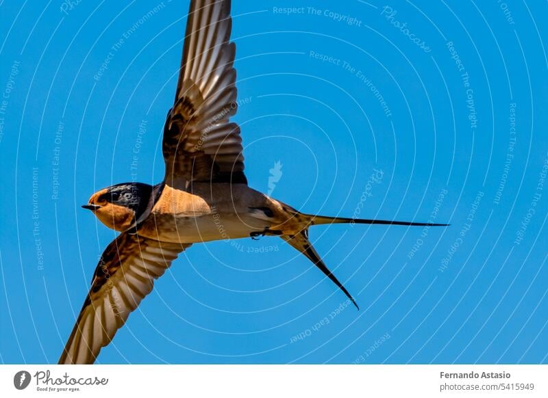 Swallow. Set of swallows. Portrait of a flying swallow in front of a blue background. Bird on a branch of a tree. Bird photographs. Nature concept. bird animal