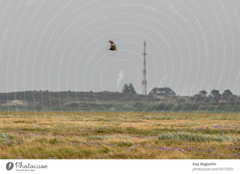 Marsh harrier on prey flight Marsh harrier in flight marsh harrier Bird Sky Flight of the birds animal world Bird in flight Grand piano Exterior shot Wild bird