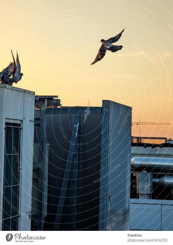 Above the rooftops of Berlin, I must have startled a few pigeons in the light of the early sunset. Light Day Exterior shot Colour photo Window Gray Roof Sunset