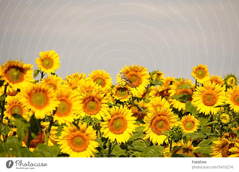 A field full of sunflowers. They shine so beautifully yellow. And do you see the little bird? It just cheated its way into the picture. Sunflowers Summer Yellow