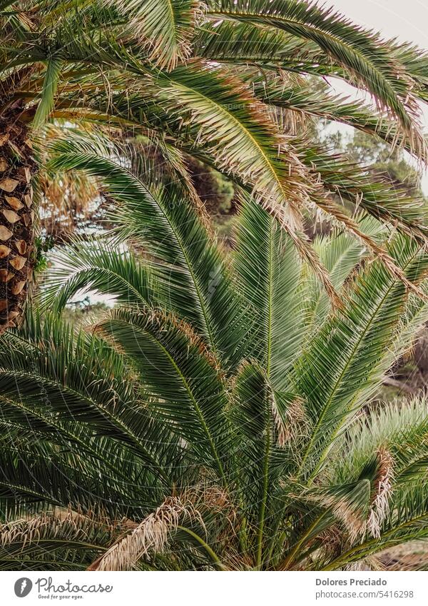 Mediterranean palm leaves in summer season air arch arts background beautiful beauty bend botany branch bush coconut coconut leaf coconut tree day time