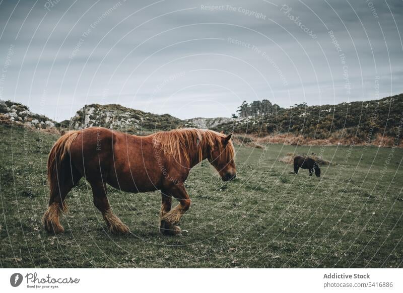 Horse eating bait on nature background horse animal farm food grass pasture domestic livestock breed hungry sorrel calm equine mammal brown mare feeding mane