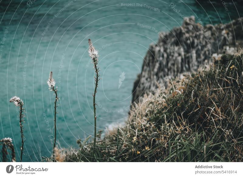 Wild flowers on sea background cliff grass wild withered nature water rock herb landscape peaceful picturesque tranquil calm idyllic flora plant growth