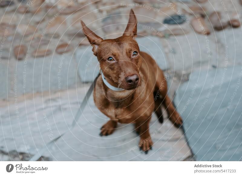 brown hound sitting on street pavement dog domestic urban canine breed pet mammal portrait adorable animal funny furry companion friend gray black ear serious