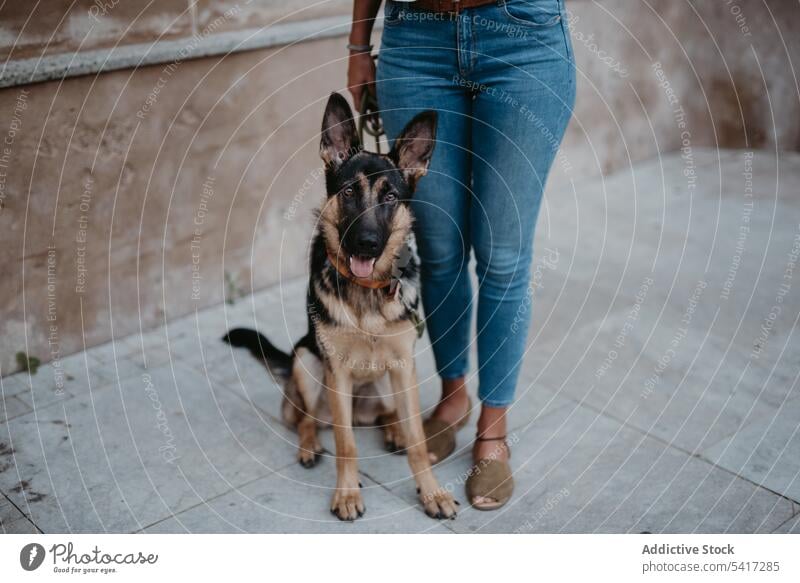 Adorable german shepherd with owner on street adorable aged pet dog breed animal city cute cobblestone lying friend stroll leisure cool canine mammal funny