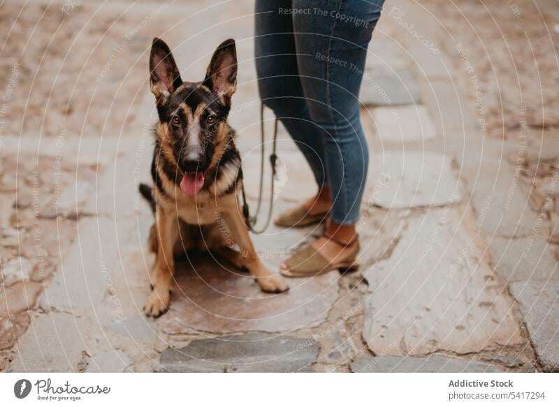 Adorable german shepherd with owner on street adorable aged pet dog breed animal city cute cobblestone lying friend stroll leisure cool canine mammal funny