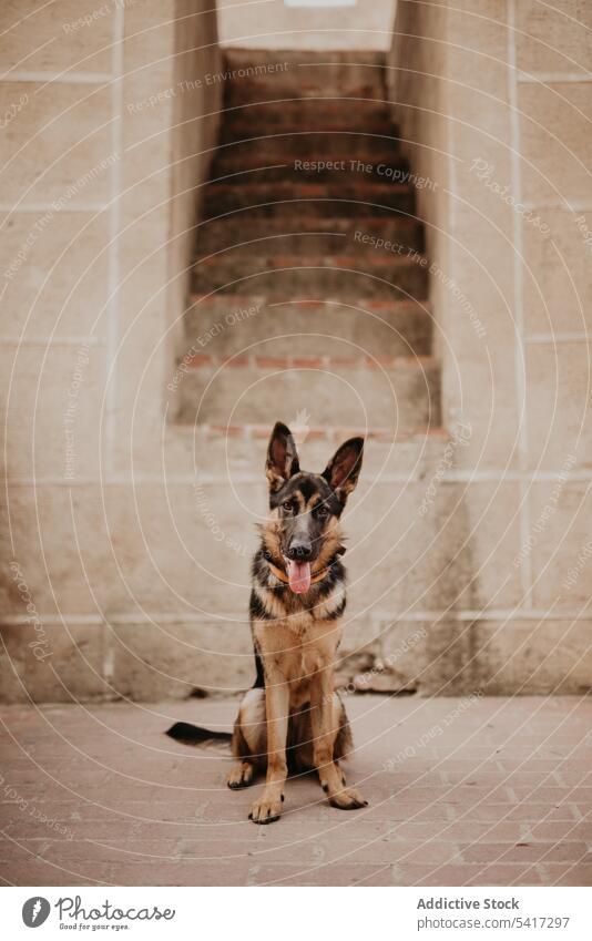 brown german shepherd sitting on street pavement dog domestic urban canine breed pet mammal portrait adorable animal funny furry companion friend gray black ear