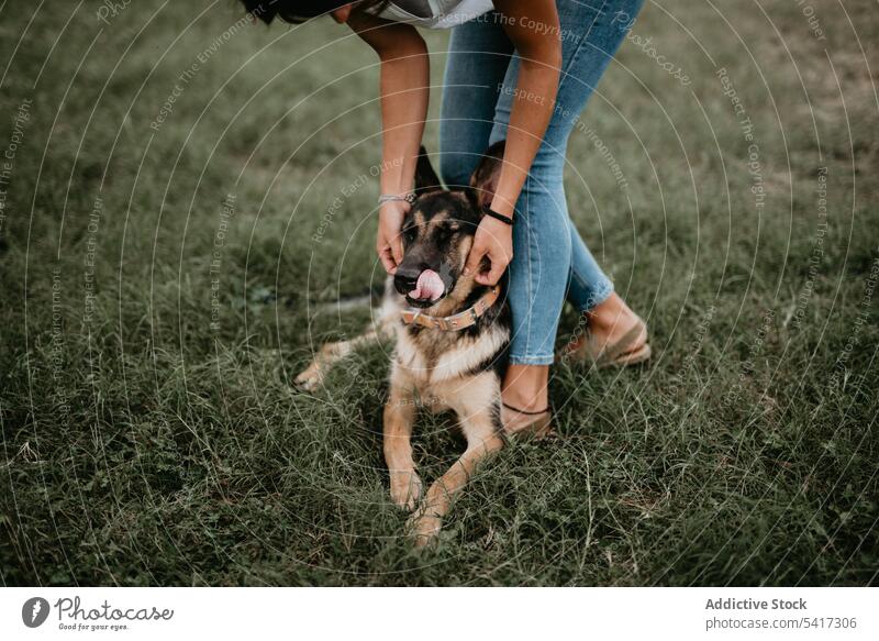 Cute german shepherd on green park with owner street adorable pet dog breed animal city cute cobblestone lying friend stroll leisure cool canine mammal funny