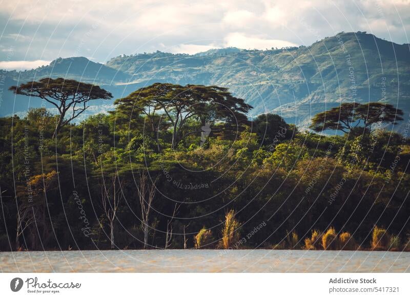 Trees near mountains in national park trees grove exotic clouds sky ethiopia africa view scenic landscape nature forest tropical ridge range overcast weather