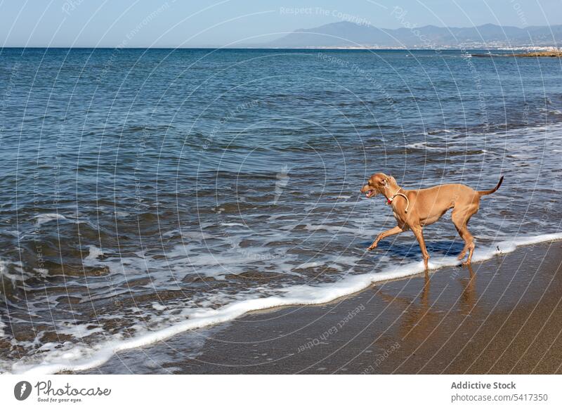 Puppy playing in water of seaside puppy beach cute friendly dog playful sunny collar seashore pet animal running game funny curious active domestic little