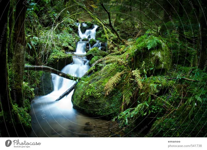 Black Forest brook Vacation & Travel Adventure Expedition Nature Landscape Plant Water Tree Bushes Moss Fern Foliage plant Mountain Canyon Brook River Waterfall