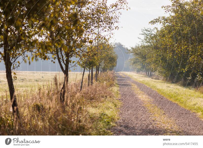 A dirt road between bushes with mowed meadow at the edges and hay Road Vulpes vulpes copy space landscape nature nobody red fox scenery way