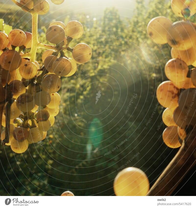 Cell clumps Vine vine wine-growing region Rhineland-Palatinate Mosel (wine-growing area) Autumnal Winery Agricultural crop Colour photo Wine growing Idyll