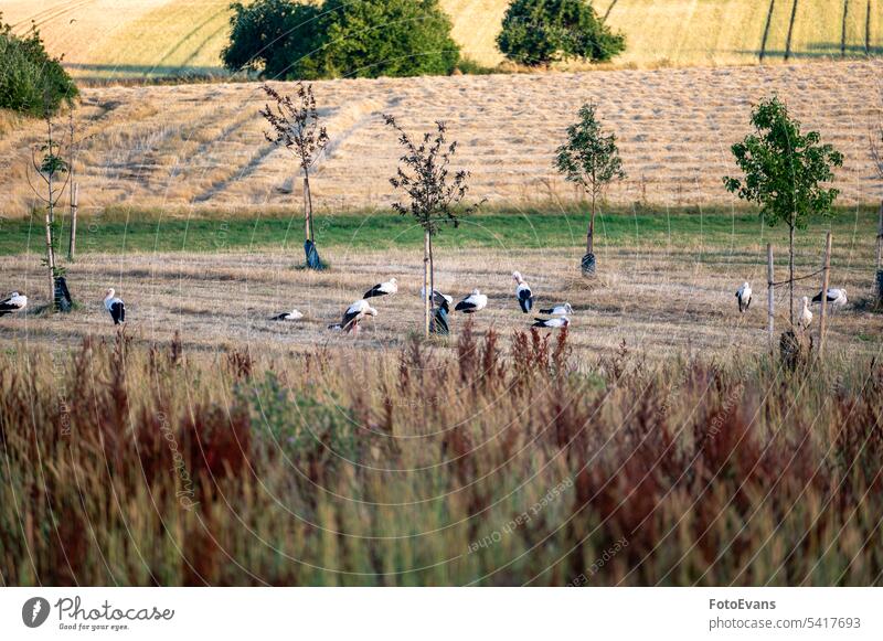 Many storks ( Ciconiidae ) gather in a meadow white stork gathering landscape Gnathostomata nature bird watching birds vertebrates animal pine mouths clean