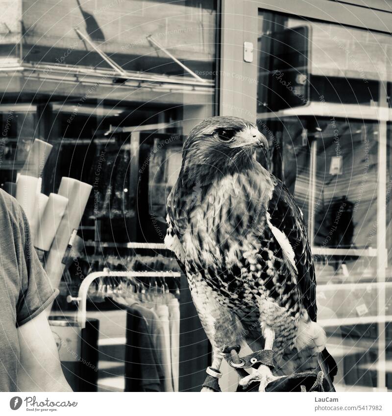 UT Bock auf Bochum | well camouflaged in the pedestrian zone Hawk Common buzzard falcon Bird of prey vigilantly watchful eye Beak Flying Grand piano Wild Hunter