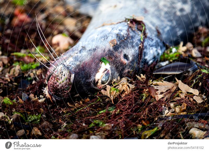 Close up of dead seal on Vorupør beach To go for a walk Idyll Tower Summer's day Vacation photo Summery Nature Vacation destination cold hawaii North Sea coast