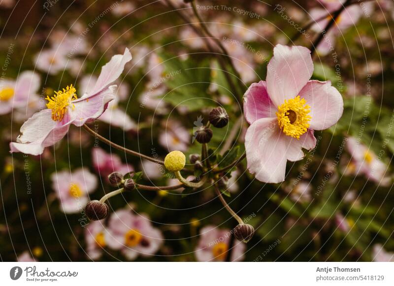 Branch of anemone with open and closed flowers Anemone Blossom Blossoming Close-up Nature Flower Chinese Anemone Delicate Shallow depth of field Pink