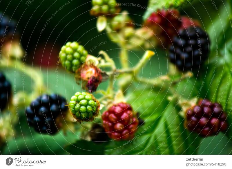 Blackberries, ripe and unripe blossom Twilight Relaxation Harvest holidays Fruit Garden Vegetable allotment Garden allotments Deserted Nature fruit Plant