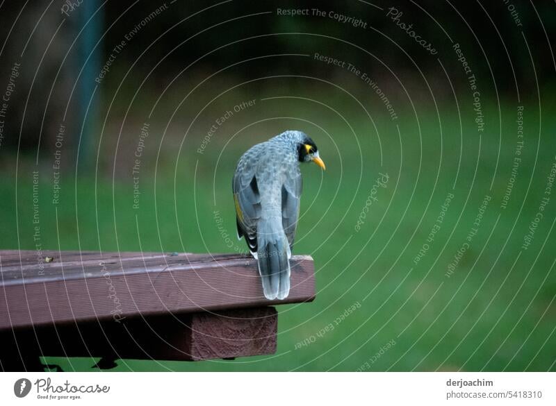 departed / Do you have something for me ? ( chatterbox ) Bird Exterior shot Deserted Environment Wild animal Free Freedom Animal portrait Day naturally