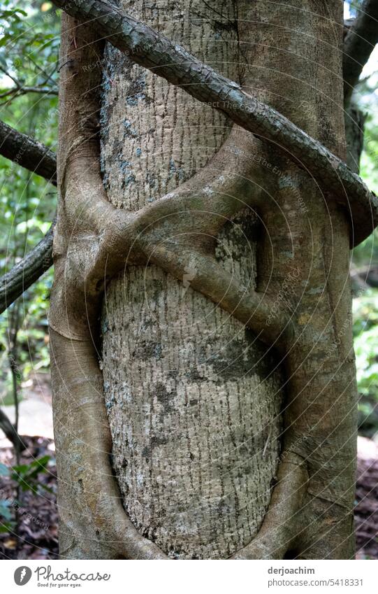 Embrace of a tree in detail Tree trunk in the foreground Nature Day Exterior shot naturally Deserted Environment Brown Colour photo Tree bark Close-up Detail