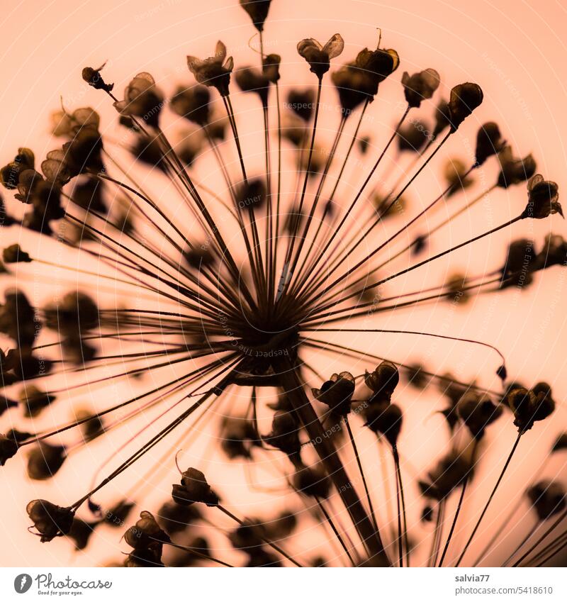 Ornamental garlic seed stand ornamental garlic allium Sámen Transience Blossom Shallow depth of field Nature Plant Flower Colour photo Close-up