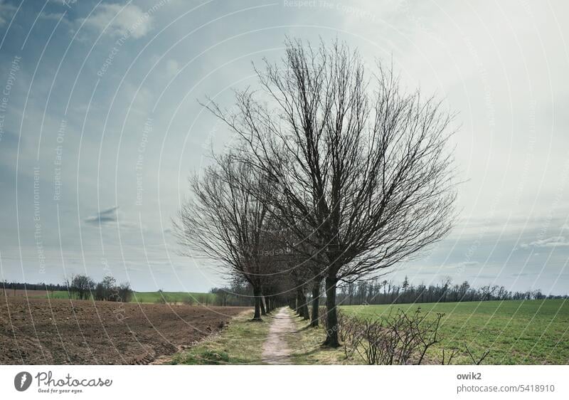 Narrow path trees even Margin of a field avenue trees Central perspective Lanes & trails stand in a row Row Bushes Peaceful Calm naturally Orderliness Idyll