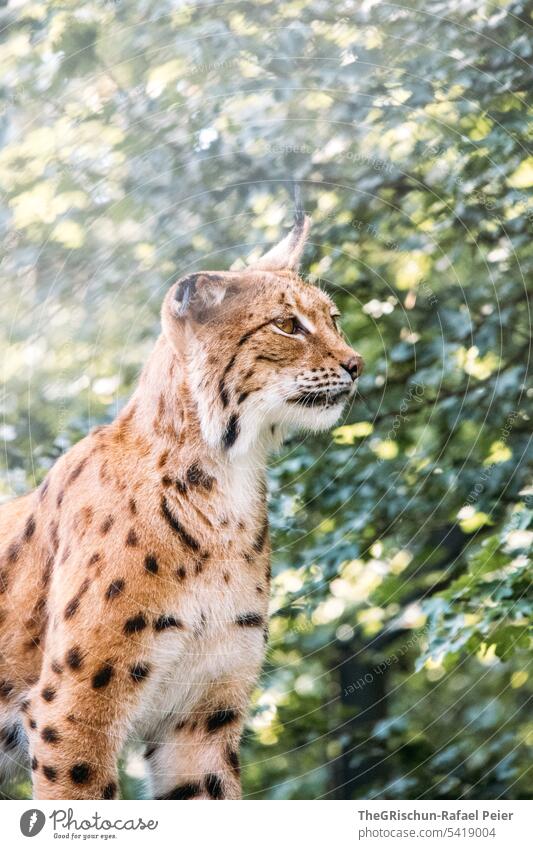 Lynx in backlight portrait Wild cat Animal Exterior shot Colour photo Nature Wild animal Animal portrait Sampling Big cat Cat