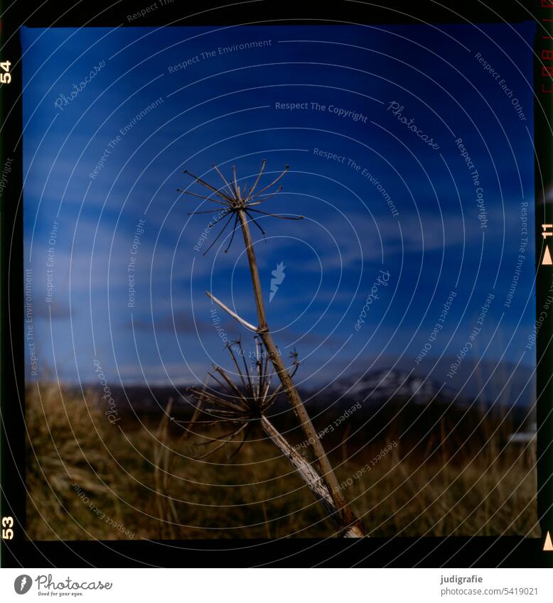 Iceland Plant Mountain Landscape Sky Nature Climate Wild naturally Moody Dark Shriveled Cold Dried out plants Square Analog Meadow