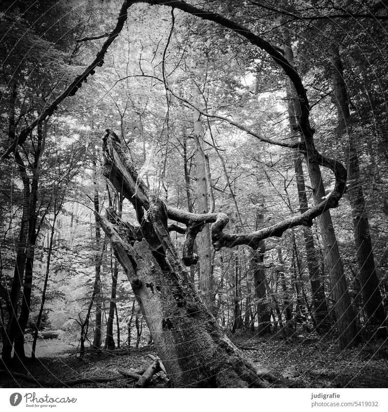 Tree in Darss virgin forest trees Forest Virgin forest darsswald Landscape Nature Plant naturally Idyll National Park Nature reserve nature conservation