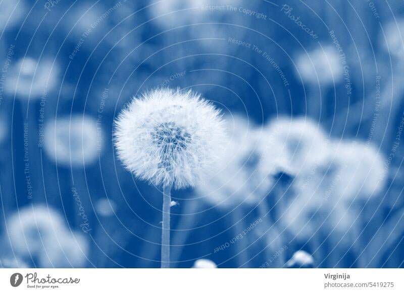 field of dandelion seeds blowing. stems and white fluffy dandelions ready to blow beautiful beauty blossom flower grass green meadow nature outdoor plant season