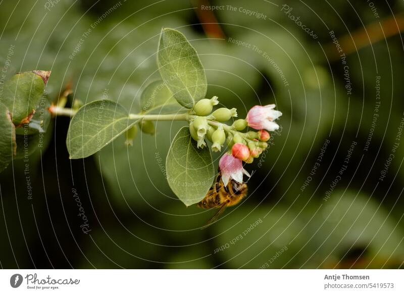 Bee on a snowberry blossom / snap pea bush Snowberry bee-friendly firecracker pea bush Nature Bushes Shallow depth of field Environment Garden