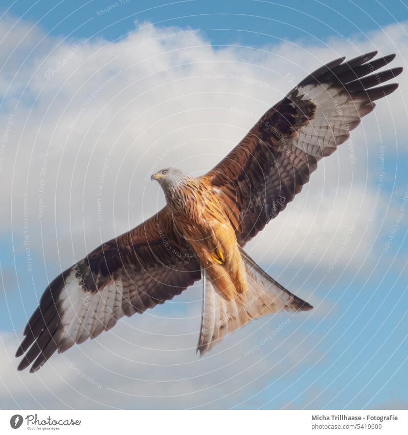 Flying red kite in the sky Red Kite Red kite milvus milvus Bird of prey Bird in flight Head Beak Eyes Grand piano plumage feathers Wing span flapping Sky Clouds