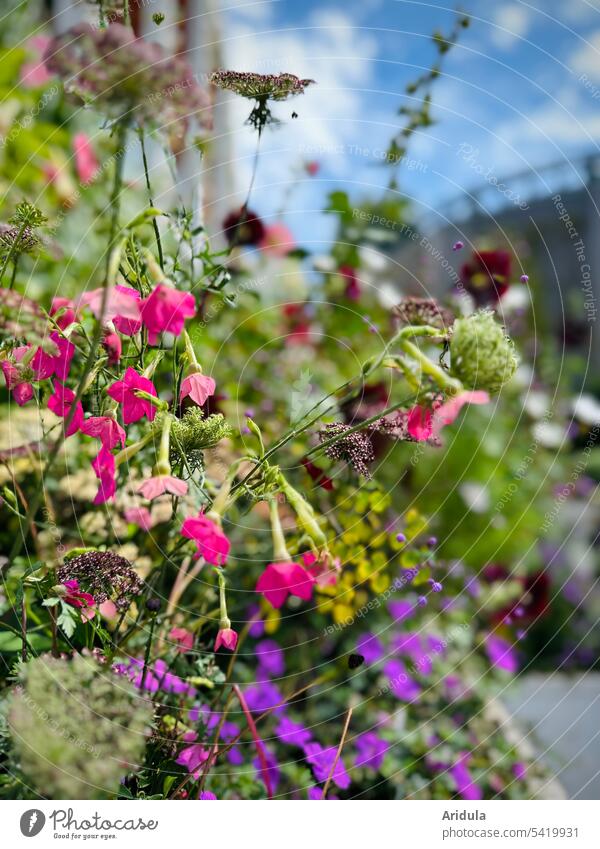 Colorful summer flower bed flowers Flowerbed variegated Summer blossoms shallow depth of field Garden Sun Sunlight Blossom Blue sky