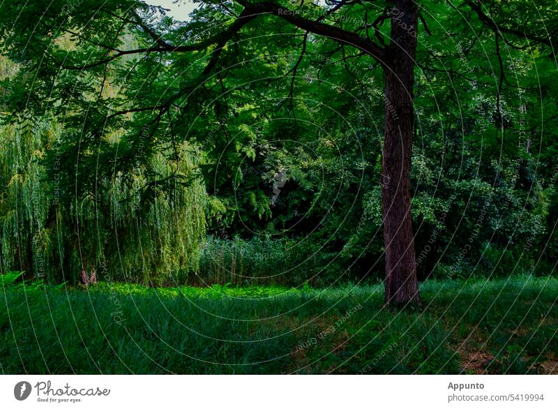 In the midst of greenery (variations of green tones, structures and shapes in nature) Green Green tones the green in the country Nature Landscape variety Colour