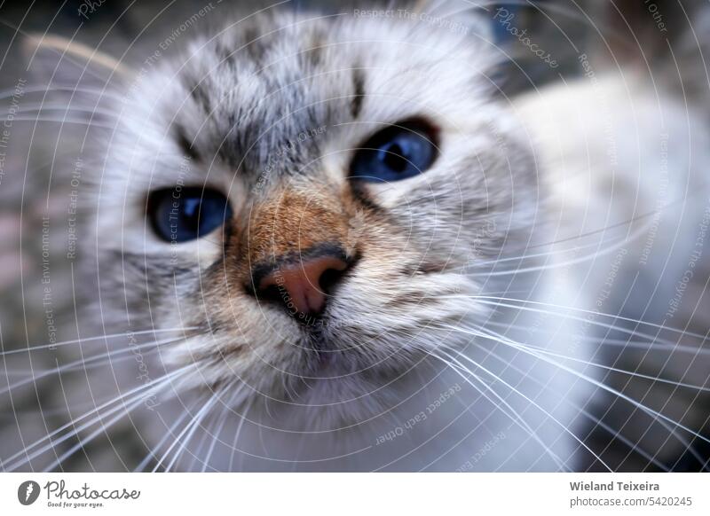 The eyes of a curious ragdoll cat. This is a breed with a distinct color-point coat and blue eyes. Animal Mammal Pet Cat white nature beautiful fur domestic