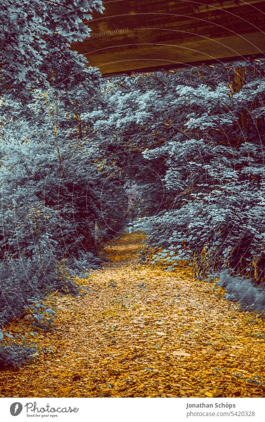 Forest path railroad embankment false colors leaves Nature False coloured Fake infrared image variegated Love of nature off forest path railway embankment Blue