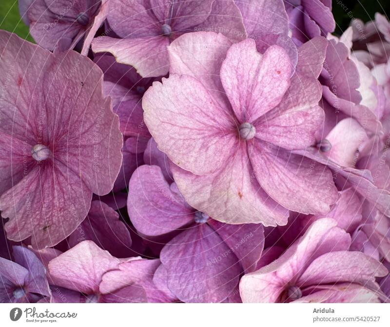 Hydrangea flowers Flower late summer Blossom Hydrangea blossom Nature Detail Plant Summer Pink