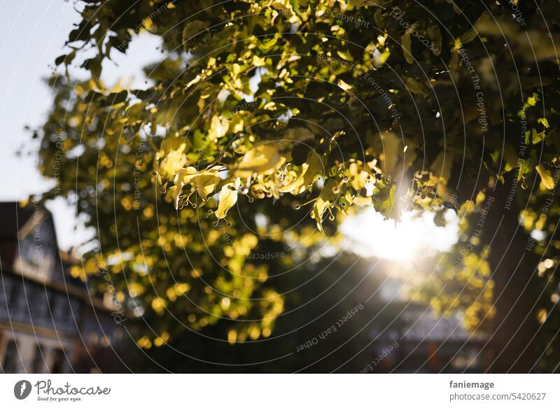 Baum in der Abendsonne am Untermarkt in Gelnhausen mit Fachwerkhäusern im Hintergrund Gegenlicht Abendlicht Sonne Sonnenstrahlen Hochsommer sommerlich