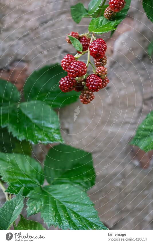 Himbeeren vor Buntsandsteinmauer Mauer Bundsandstein Frucht Früchte rot grün fruchtig Sommer Ernte reif lecker Wegrand ernten Beeren gesund