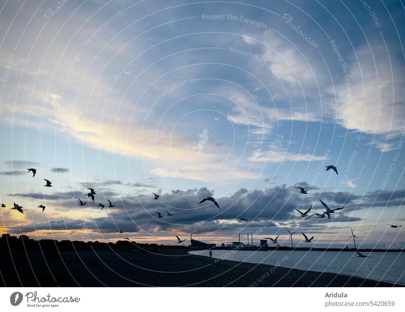 Flying seagulls over beach on the outskirts of Copenhagen at sunset Beach evening mood Ocean Baltic Sea Vacation & Travel Denmark Twilight Town Outskirts Sunset