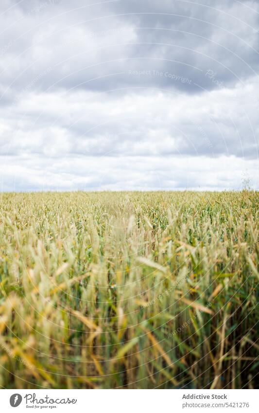 Endless field with green grass in cloudy day sky overcast endless countryside agriculture nature plain rural meadow environment farm summer grassland tranquil