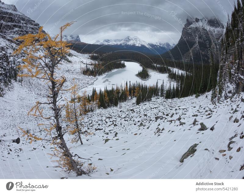 Green forest surrounded by snowy mountain under cloudy sky peak nature landscape travel cold adventure scenic hill tourism season top rocky ice slope high tree