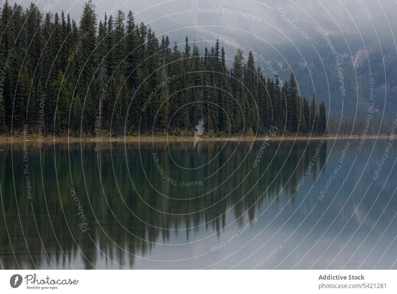 Forest and lake landscape mountain nature water reflection scenic forest scenery travel serene majestic tranquil tree environment picturesque calm shore