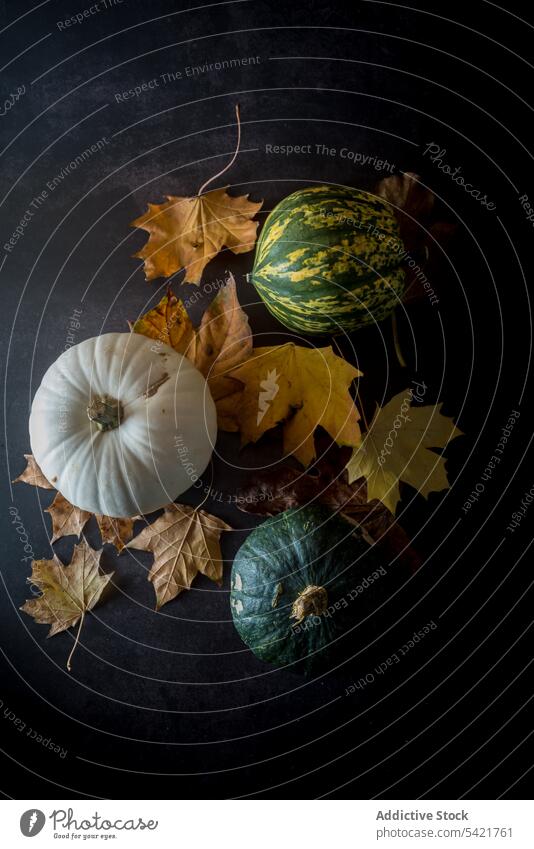 Various squashes and autumnal leaves on table pumpkin leaf various color vegetable food natural fresh set whole type assorted organic rustic healthy harvest