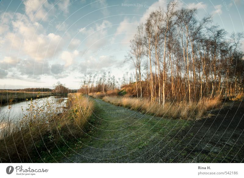 Heavenly Moor Environment Nature Landscape Plant Clouds Autumn Beautiful weather Wind Tree Grass Birch tree Bog Marsh Lake Lanes & trails Calm Far-off places