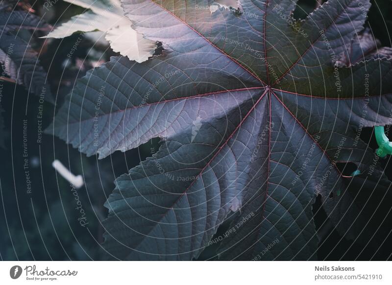 Closeup of a leaf of a castor oil plant effects ricinus communis poison dangerous pharmaceutical seed poisonous psychotropic growing growth closeup nature