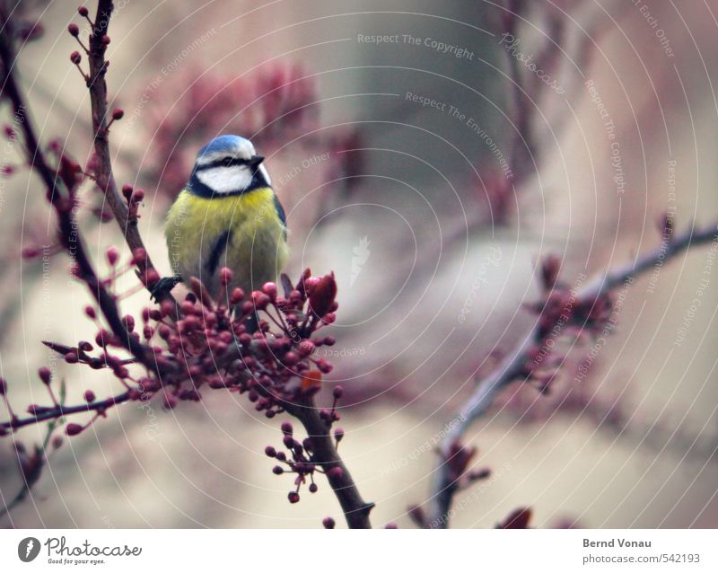 tit Animal Bird 1 Beautiful Tit mouse Branch Downtown Sing Sit City life Multicoloured Green Blue Above Colour photo Exterior shot Deserted Copy Space right