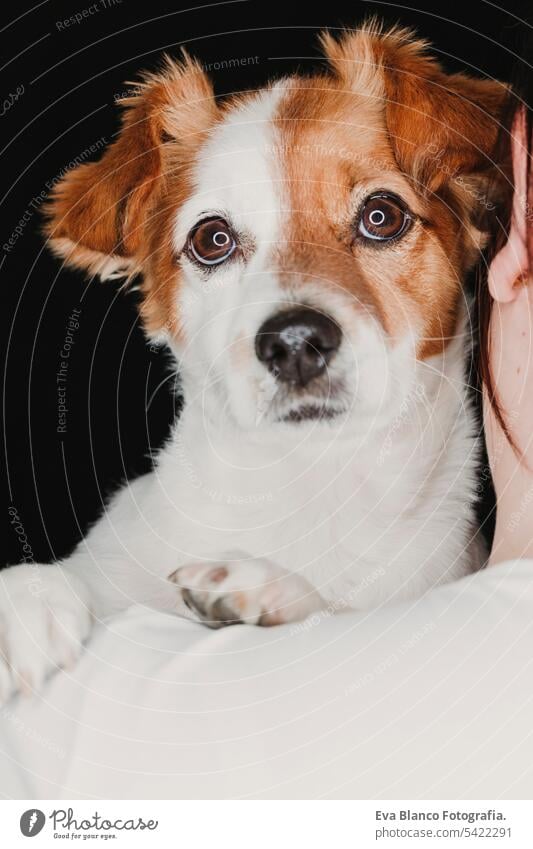 young woman and her cute dog. black background. studio shot. love for animals concept alert eye close mammal adorable terrier pedigreed happy attentive indoors