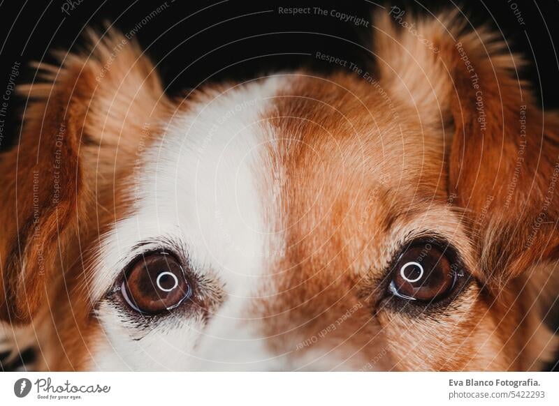 close up portrait a dog eyes with led ring reflection. macro shot white nose animal mammal interested sunny smooth whiskers young sense closeup doggy moist